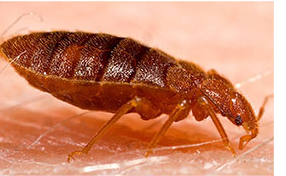 Adult_bed_bug%2C_Cimex_lectularius.jpg